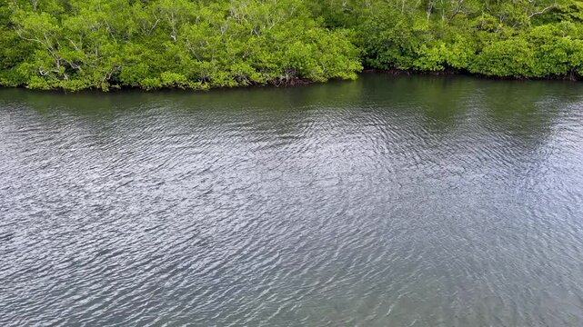 Aerial View of Lush Mangrove Forest Along Tropical Coastline in Palau