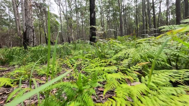 Low Angle Dolly Forward Through Lush Green Ferns in Forest