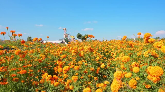 Field of orange cempasuchil marigold flowers blooming under a clear blue sky with a catrina skeleton figure in the background