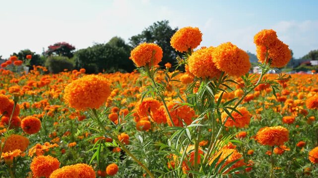 Vibrant orange cempasuchil marigold flowers blooming in a sunny field under clear blue sky
