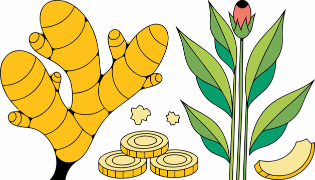 vector illustration of ginger