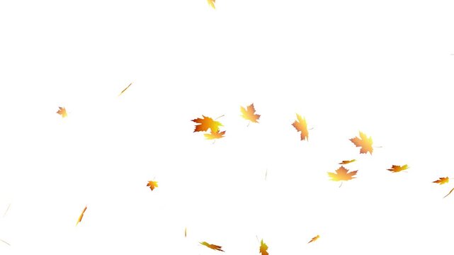 falling autumn maple leaves, autumn leaf fall animation background overlay.