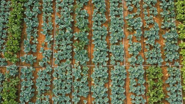 Integrated fish and vegetable aquaponic production system, realistic sustainable agriculture & food technology with precision monitoring, efficient resource management automated precision fa