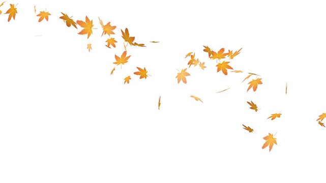 flying autumn maple leaves, autumn leaf fall background overlay loopable.