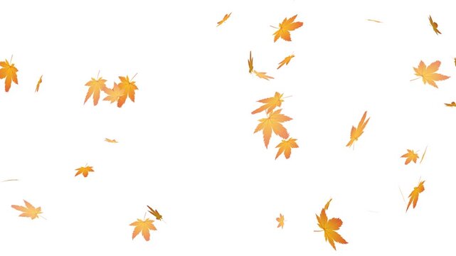 Flying autumn maple leaves overlay on transparent background. realistic orange maple leaf falling animation.