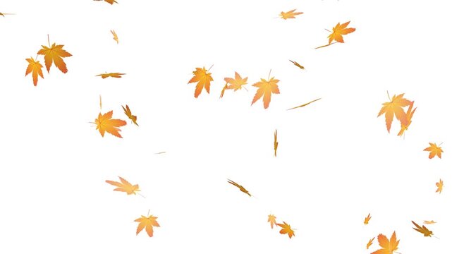 Flying autumn maple leaves overlay on transparent background. realistic orange maple leaf falling animation.
