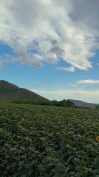 Pan Across a Green Sunflower Field Beneath White Clouds