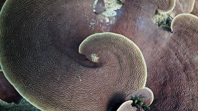 Stunning close-up of intricate plate coral formations on an underwater reef
