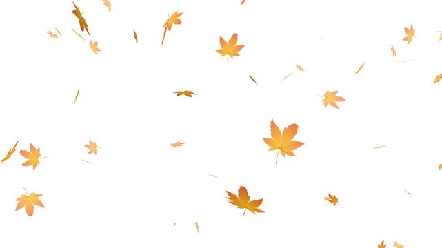 Flying autumn maple leaves overlay on transparent background. realistic orange maple leaf falling animation.