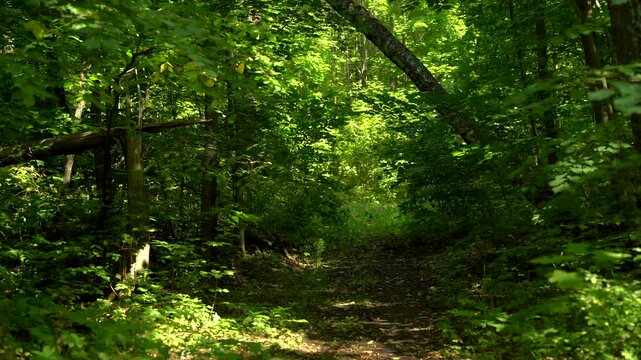 Lush Green Forest Trail with Sunlight Through Trees