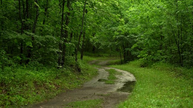 Winding Dirt Road Through Lush Green Forest