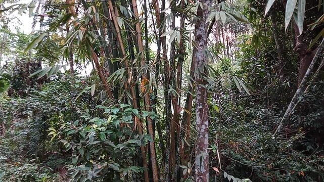 Java Bamboo slems in tropical forest