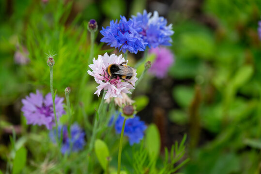 Bee on flower