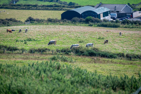 Sheep grazing in Ireland