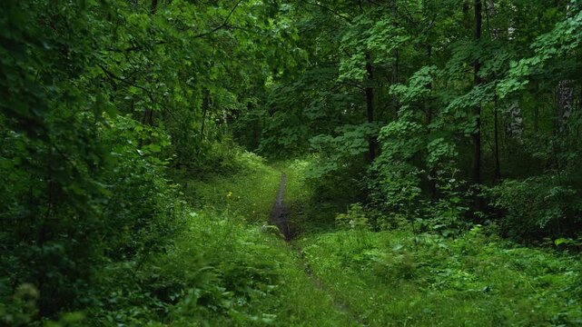 Hidden Forest Path Surrounded by Lush Green Vegetation