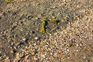 Textured sandy beach surface covered with numerous small broken seashells and patches of green sea lettuce seaweed in sunlight, background or backdrop © EuToch