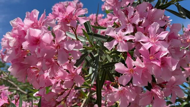 Oleander Nerium pink flowers bush.