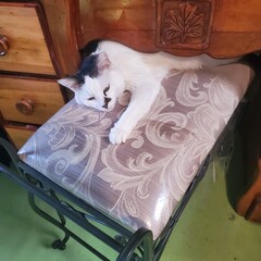 Cat under vanity © g