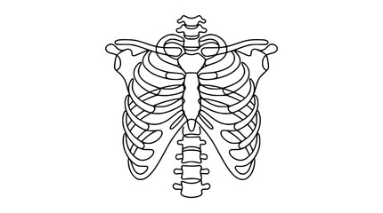 Human Rib Cage Outline, Isolated Anatomical Illustration © Hujan