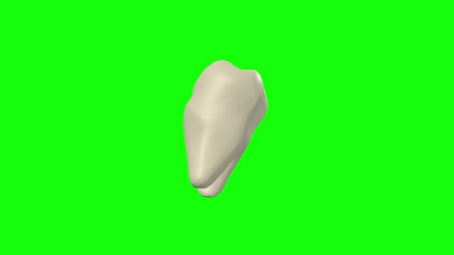 Left Lower Second Secondary Molar Tooth Rotation Green Screen CC BY