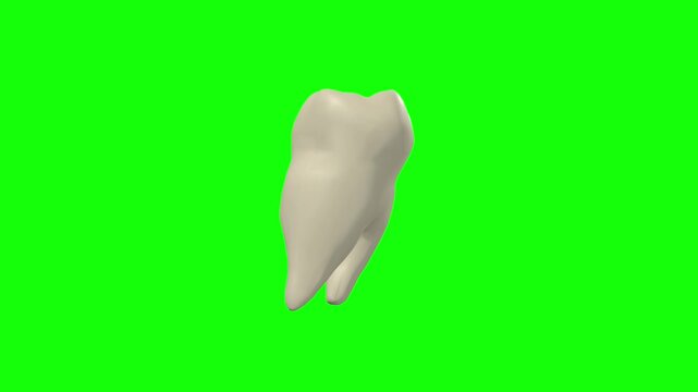 Left Lower First Secondary Molar Tooth Rotation Green Screen CC BY