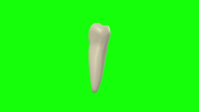 Left Lower Second Secondary Premolar Tooth Rotation Green Screen CC BY