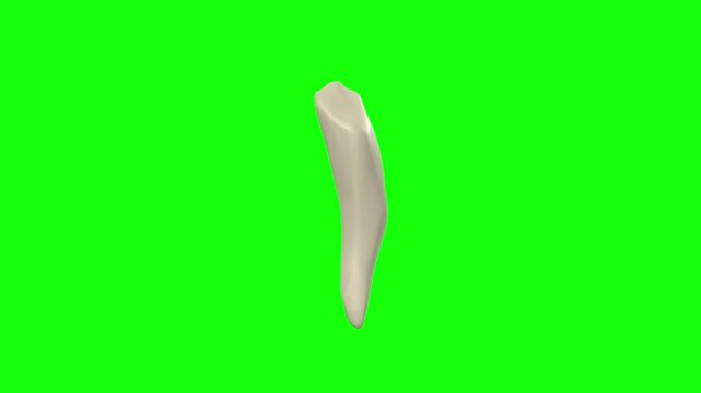 Left Lower Secondary Canine Tooth Rotation Green Screen CC BY