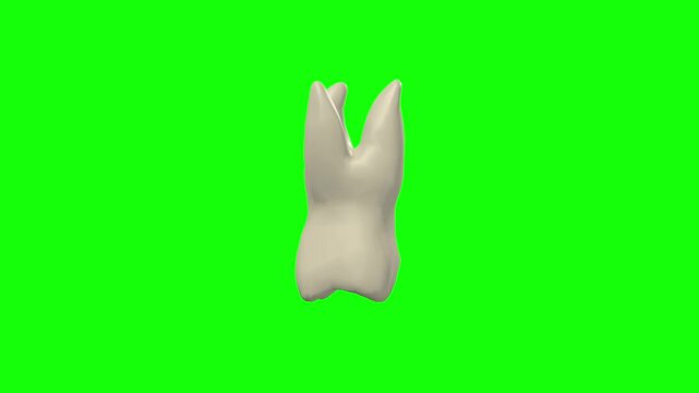 Left Upper First Secondary Molar Tooth Rotation Green Screen CC BY