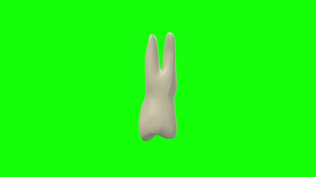 Left Upper Second Secondary Premolar Tooth Rotation Green Screen CC BY