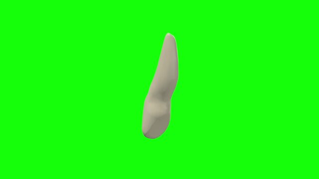 Left Upper Lateral Secondary Incisor Tooth Rotation Green Screen CC BY