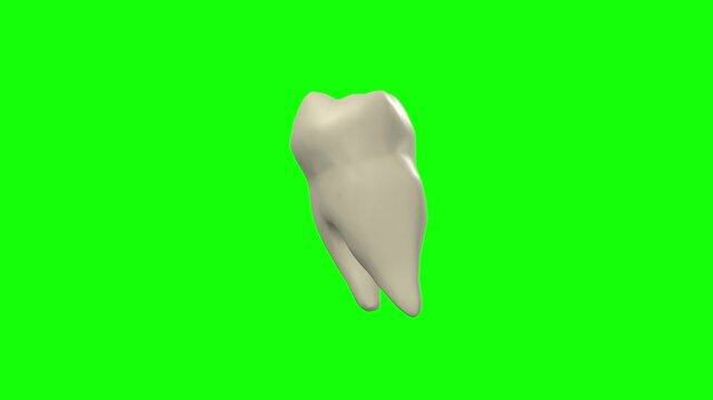 Right Lower First Secondary Molar Tooth Rotation Green Screen CC BY