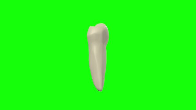 Right Lower First Secondary Premolar Tooth Rotation Green Screen CC BY