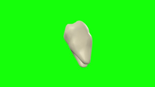 Right Lower Second Secondary Molar Tooth Rotation Green Screen CC BY