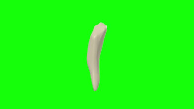 Right Lower Secondary Canine Tooth Rotation Green Screen CC BY