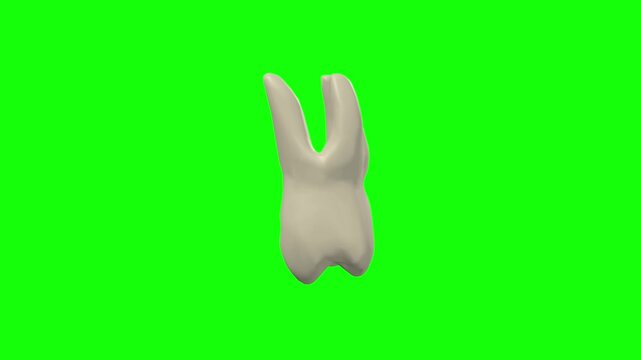 Right Upper Second Secondary Molar Tooth Rotation Green Screen CC BY