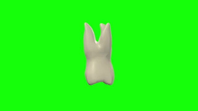 Right Upper First Secondary Molar Tooth Rotation Green Screen CC BY