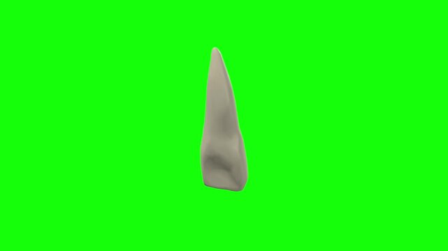 Right Upper Central Secondary Incisor Tooth Rotation Green Screen CC BY
