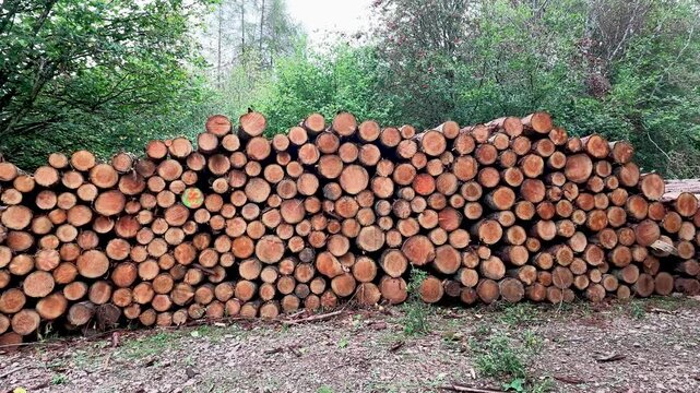 Large pile of freshly cut logs stacked in a forest clearing, symbolizing lumber industry and timber harvest.