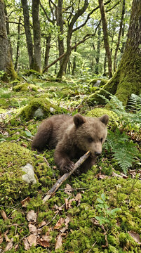 Young bear cub playing with stick in lush green forest