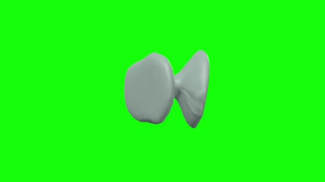Check Ligament of Left Medial Rectus Rotation Green Screen CC BY