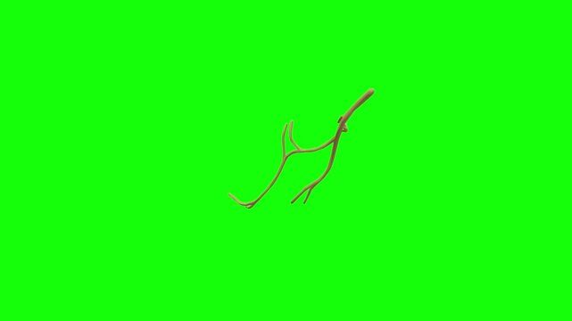 Inferior Branch of Left Oculomotor Nerve Rotation Green Screen CC BY