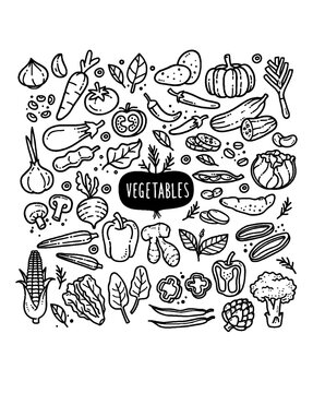 Set of fresh vegetables hand drawn illustration