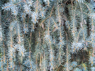 Background of green spruce branches in sunset light © Dmitrii Potashkin