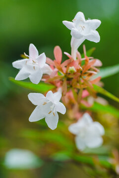 アベリアの花・ハナツクバネウツギ