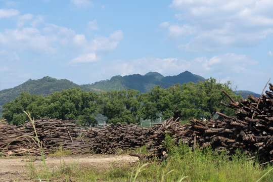 Three piles of felled wood stacked on an outdoor open ground, with green trees, rolling mountains and blue sky with clouds in the background.