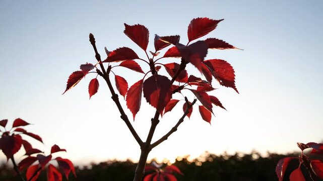Crimson leaves tremble on a young branching stem against a pale evening sky, catching the last soft glow of fall while a cool seasonal breeze adds delicate motion to the vivid red canopy scene.