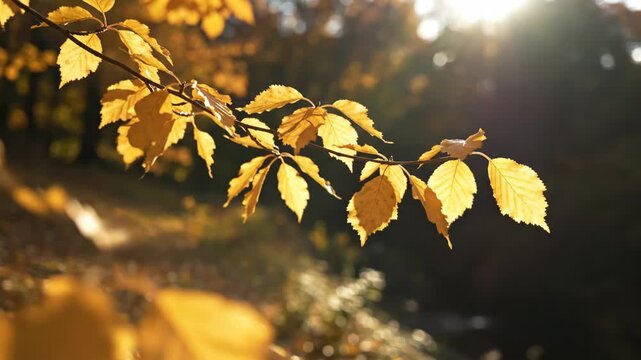 Sunlit golden leaves flutter along a slim diagonal twig in a quiet fall woodland, their translucent veins glowing against deep soft focus while a gentle breeze brings subtle motion to the warm scene.