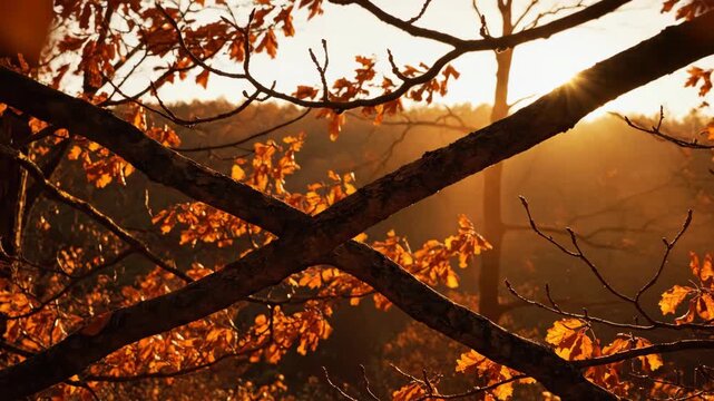 Sparse copper leaves flicker around bold crossing tree limbs as low golden sunlight streams through the autumn woods, shaping warm haze, glowing edges and a dramatic seasonal forest atmosphere.