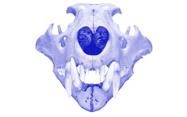Blue Anatomical Skull and Teeth Halloween Graphic is a striking spooky illustration featuring a detailed animal or anatomical skull shape with prominent teeth, hollow eye areas, and dark interior  © Parveen