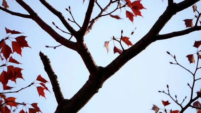 Scattered red autumn leaves shake lightly around strong forked branches viewed upward against a clean blue sky, forming an airy seasonal pattern with natural wind motion and crisp woodland detail.